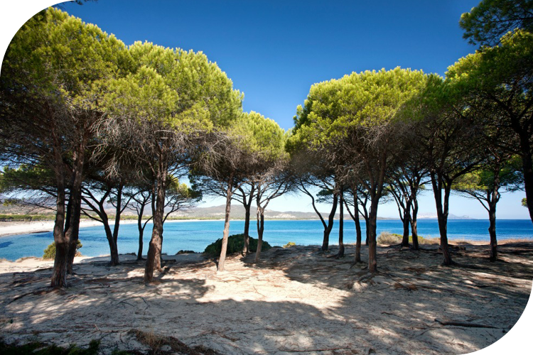 Pineta di Budoni, foto di Sardegna Turismo > Jenny Sturm/Shutterstock